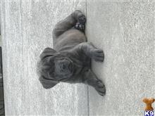 cane corso puppy posted by Lilly zepeda